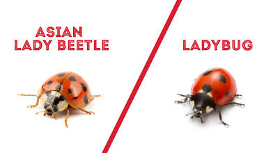 Asian Lady Beetles