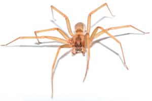 Brown Recluse Spider (Loxosceles reclusa)