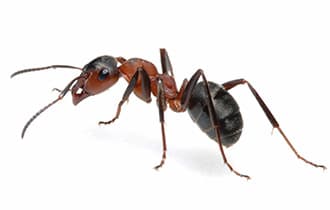 Carpenter Ants