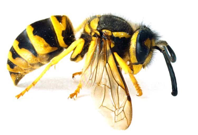 Yellow Jackets